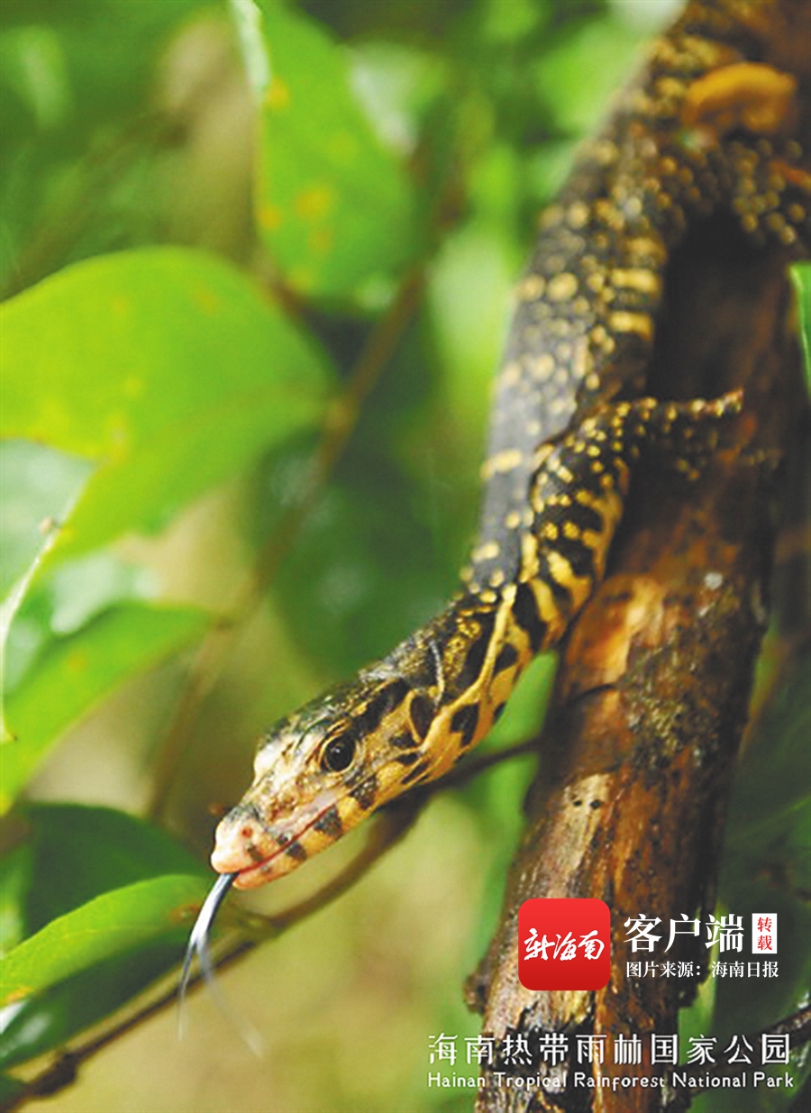 此后,圆鼻巨蜥在海南各地频频现身.