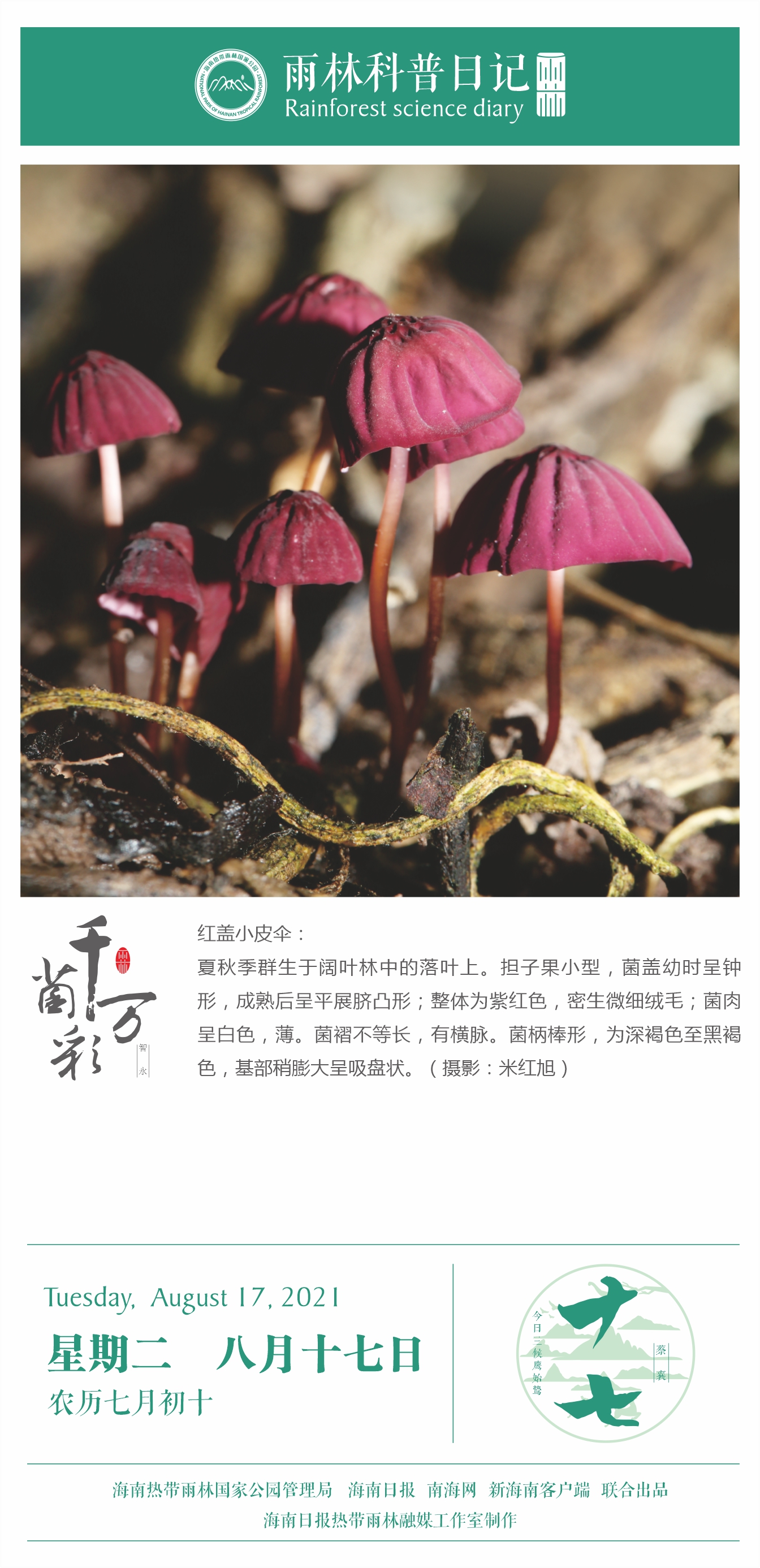 雨林科普日记之红盖小皮伞