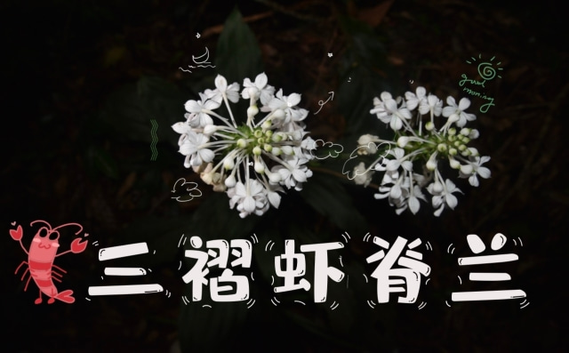 植物篇：三褶虾脊兰 | 海南热带雨林国家公园科普视频系列