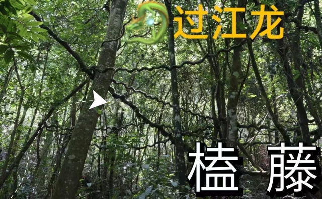 植物篇：榼藤｜海南热带雨林国家公园科普视频系列 