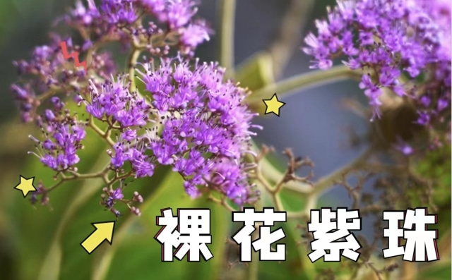 植物篇：裸花紫珠｜ 海南热带雨林国家公园科普视频系列 