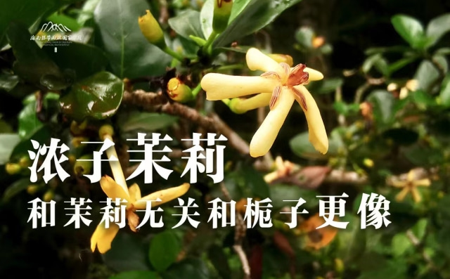 植物篇：灰莉 | 海南热带雨林国家公园科普视频系列