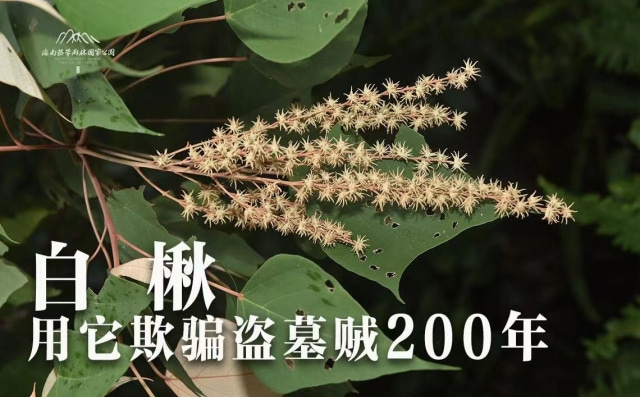 植物篇：白楸 | 海南热带雨林国家公园科普视频系列