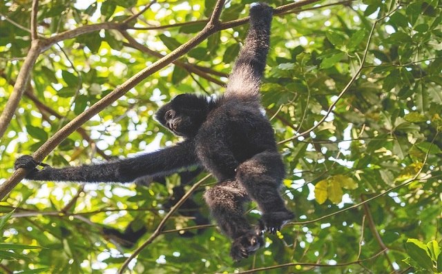 海南热带雨林国家公园护林员韦富良：  海南长臂猿的栖息生境在不断优化 