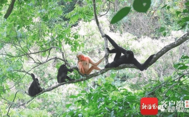 海南热带雨林国家公园霸王岭片区为长臂猿打造安全宜居家园