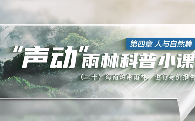 海南热带雨林，也有身价报告？