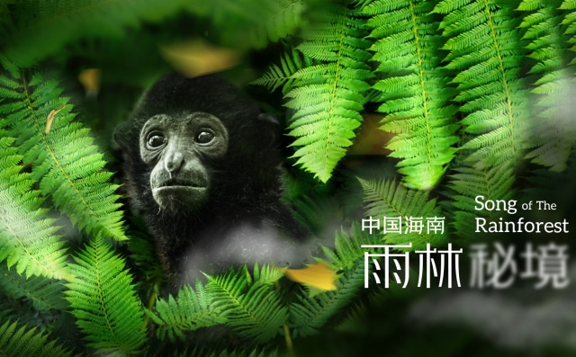  《中国海南·雨林秘境》第二集：万物共生