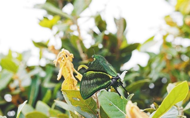 国家一级保护野生动物金斑喙凤蝶再现海南