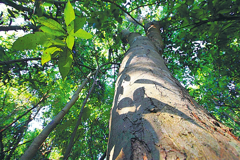 滨海青皮林世上罕见