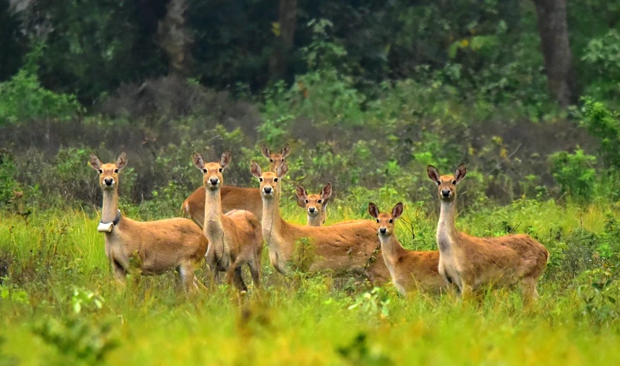 海南大田国家级自然保护区里的坡鹿.