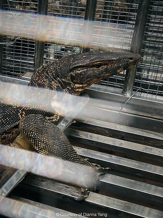 海南圆鼻巨蜥蟒蛇放归自然