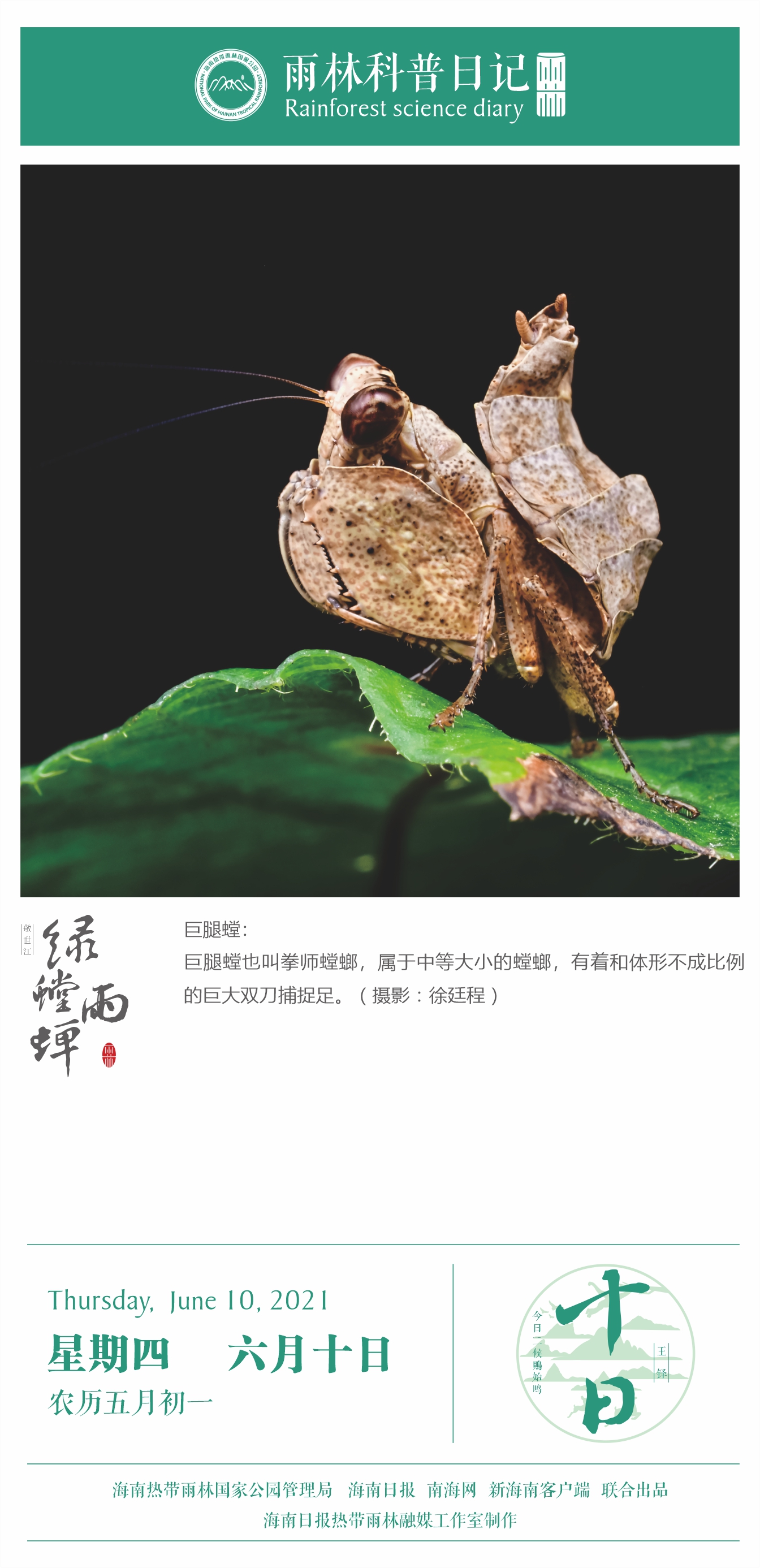 雨林科普日记之巨腿螳