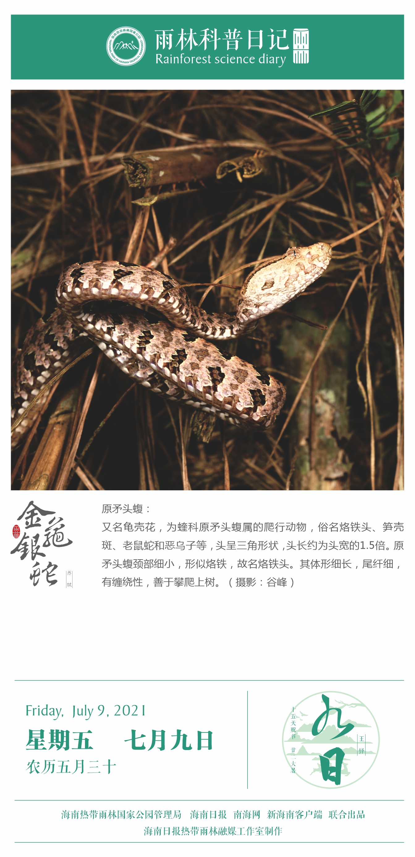 雨林科普日记之原矛头蝮