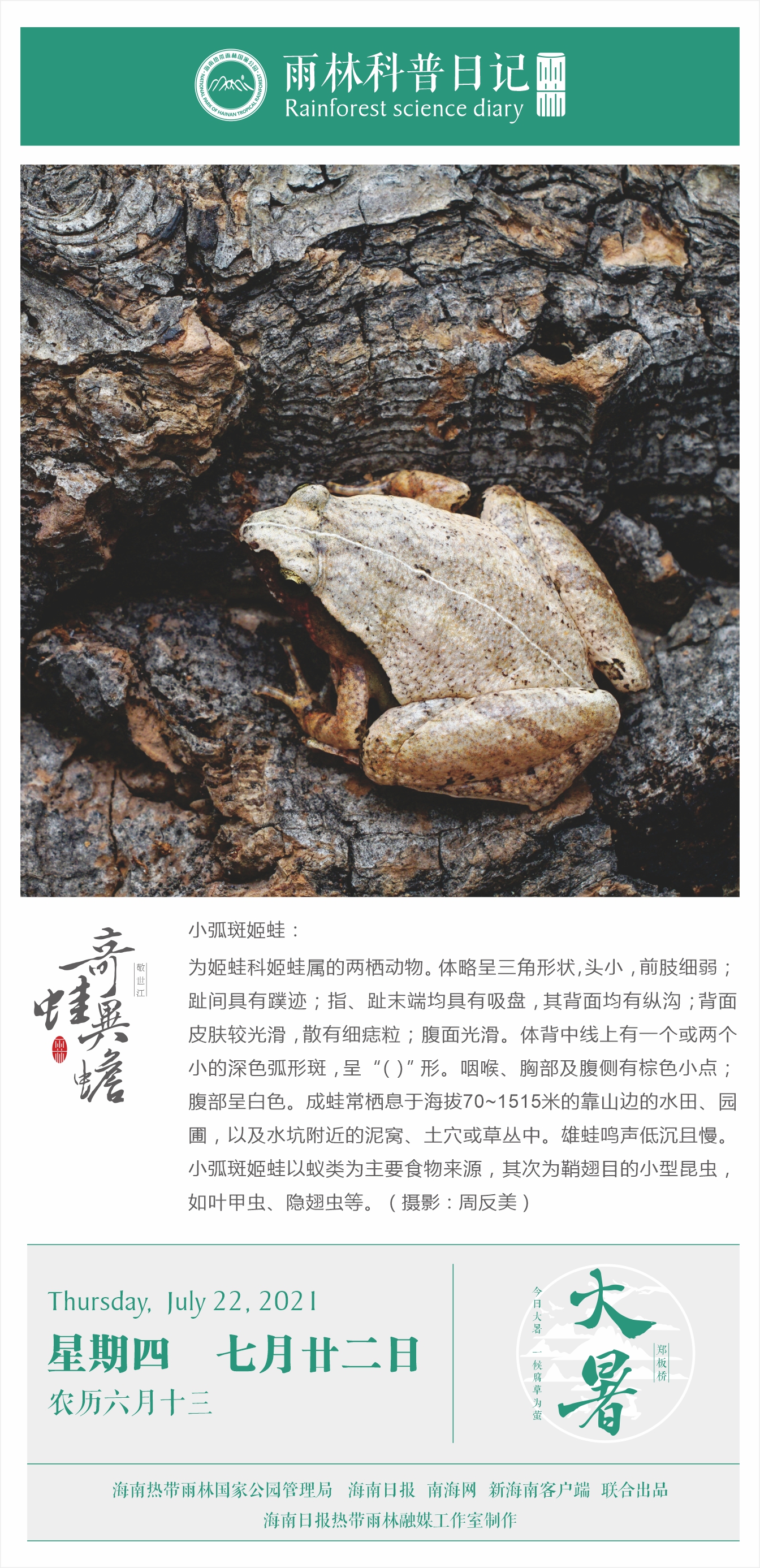 雨林科普日记之小弧斑姬蛙