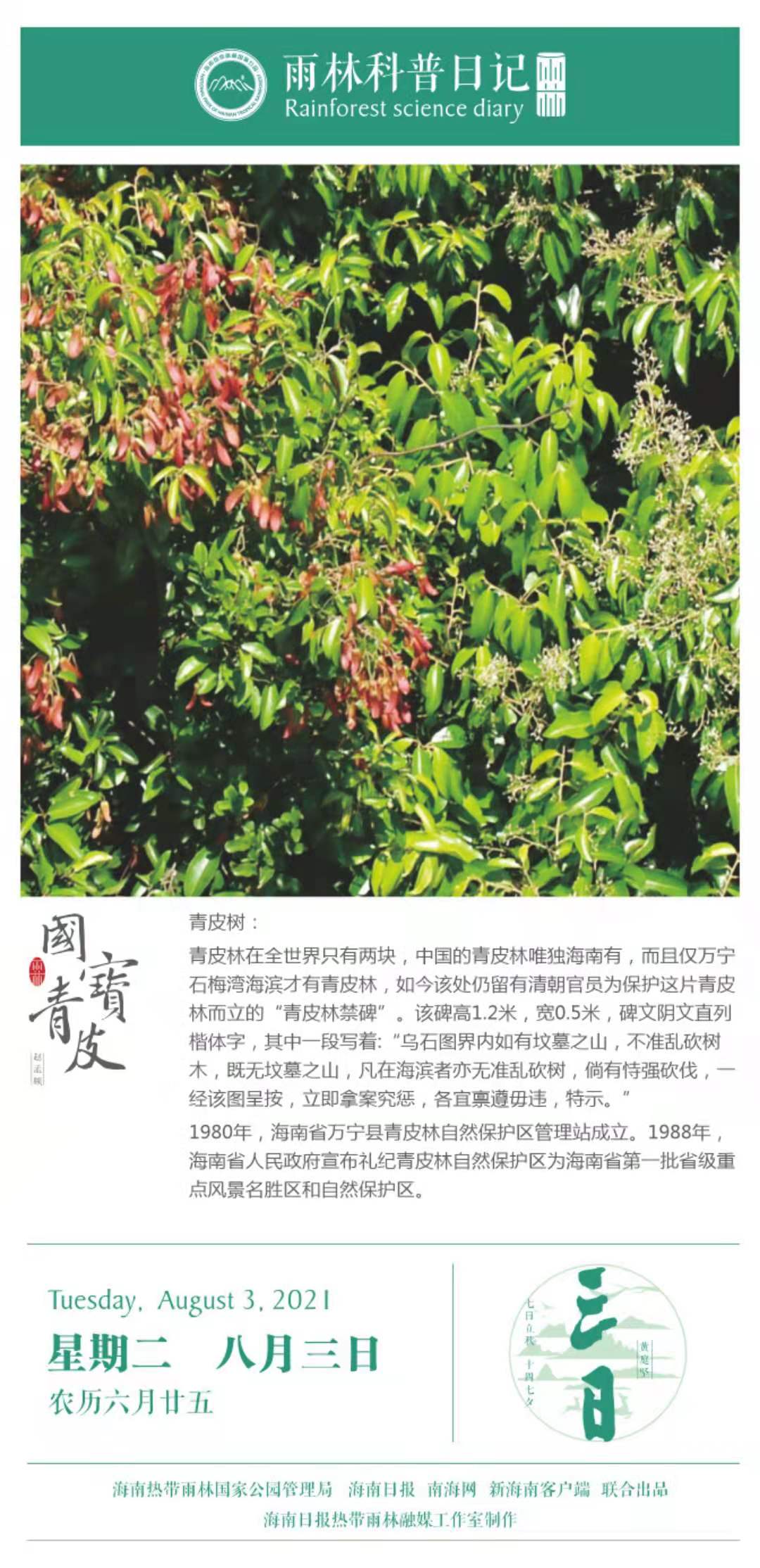 09:15:47青皮树:青皮林在全世界只有两块,中国的青皮林唯独海南有