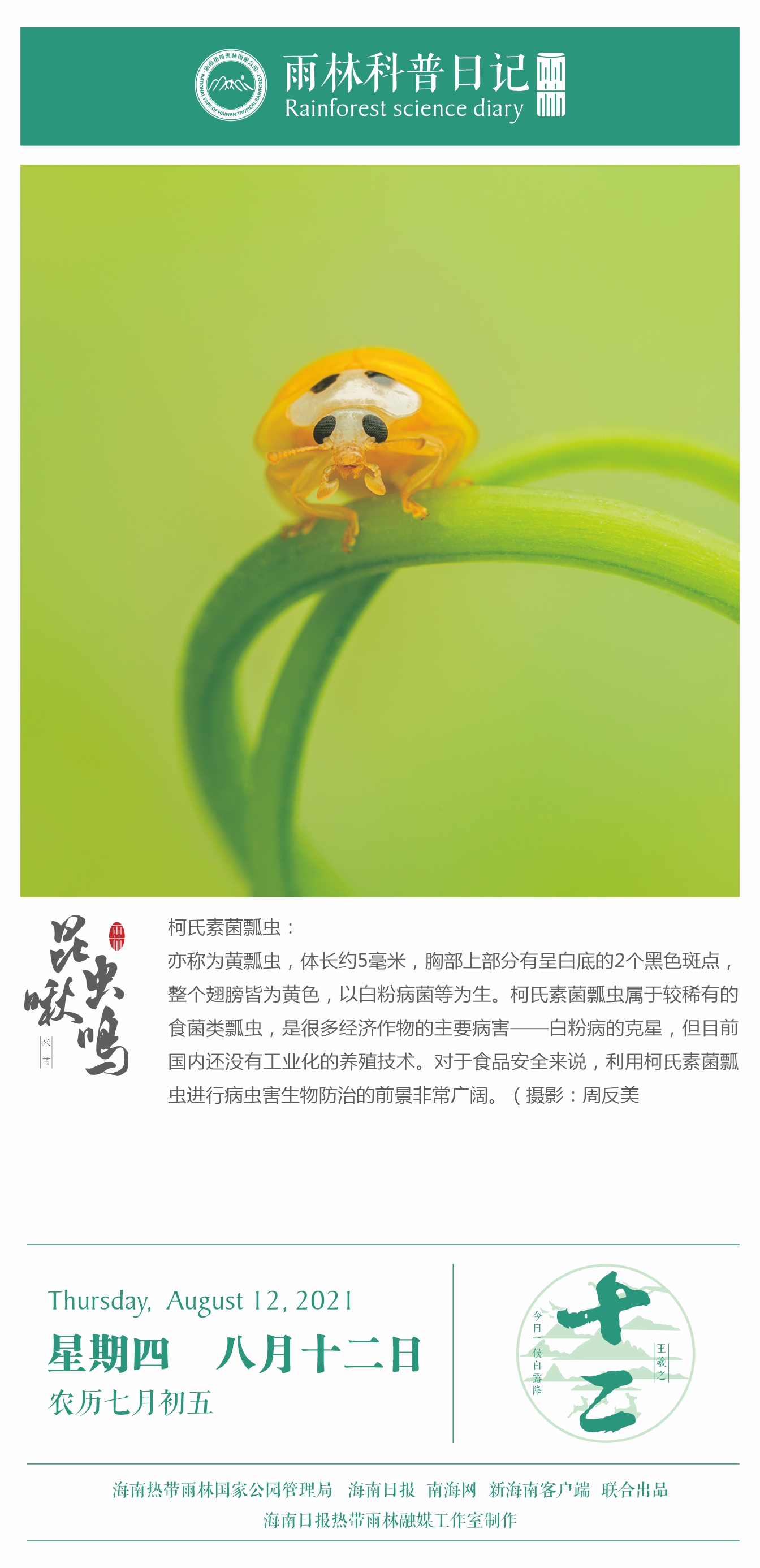 雨林科普日记之柯氏素菌瓢虫