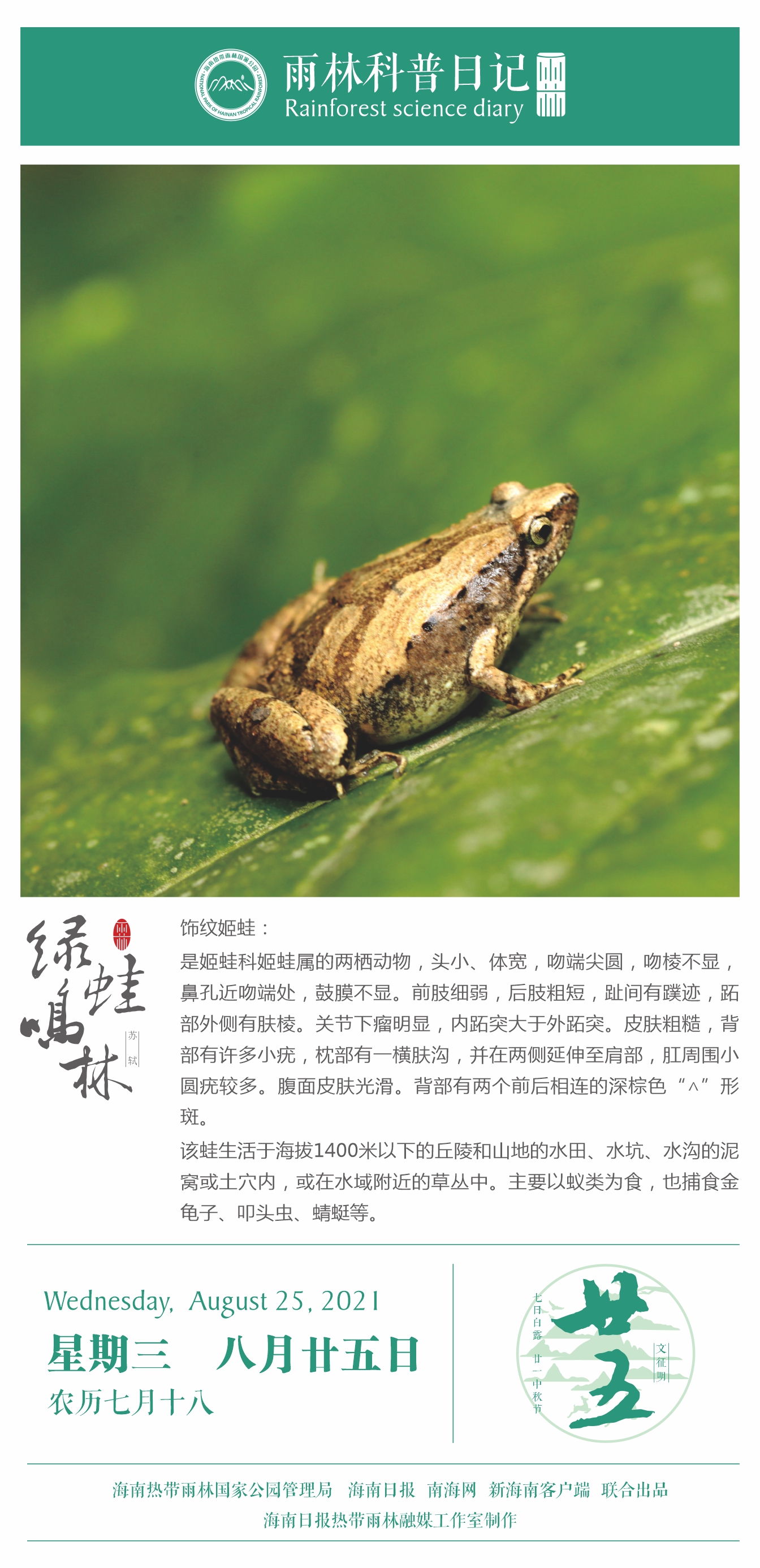 雨林科普日记之饰纹姬蛙