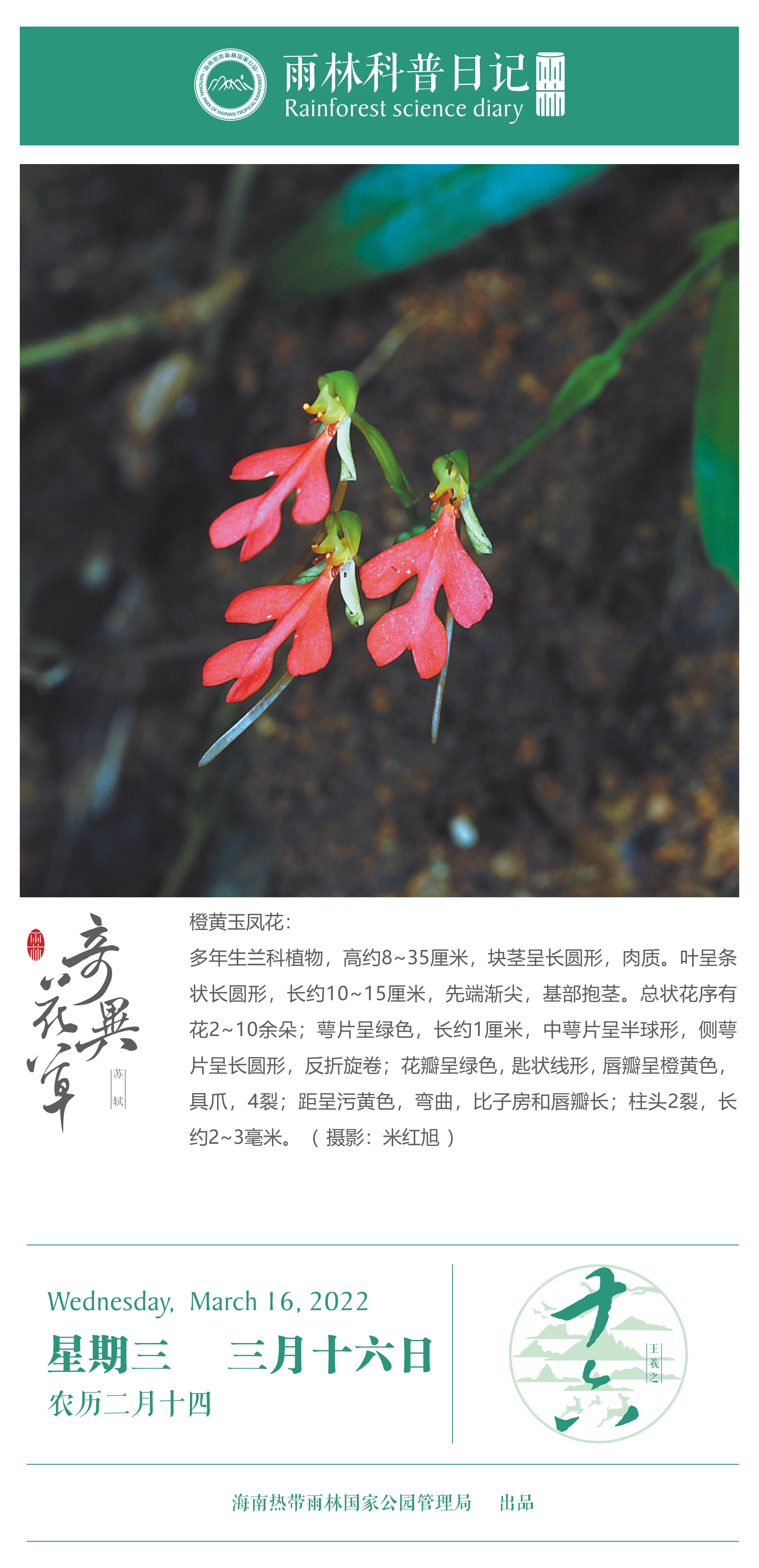 雨林科普日记之橙黄玉凤花