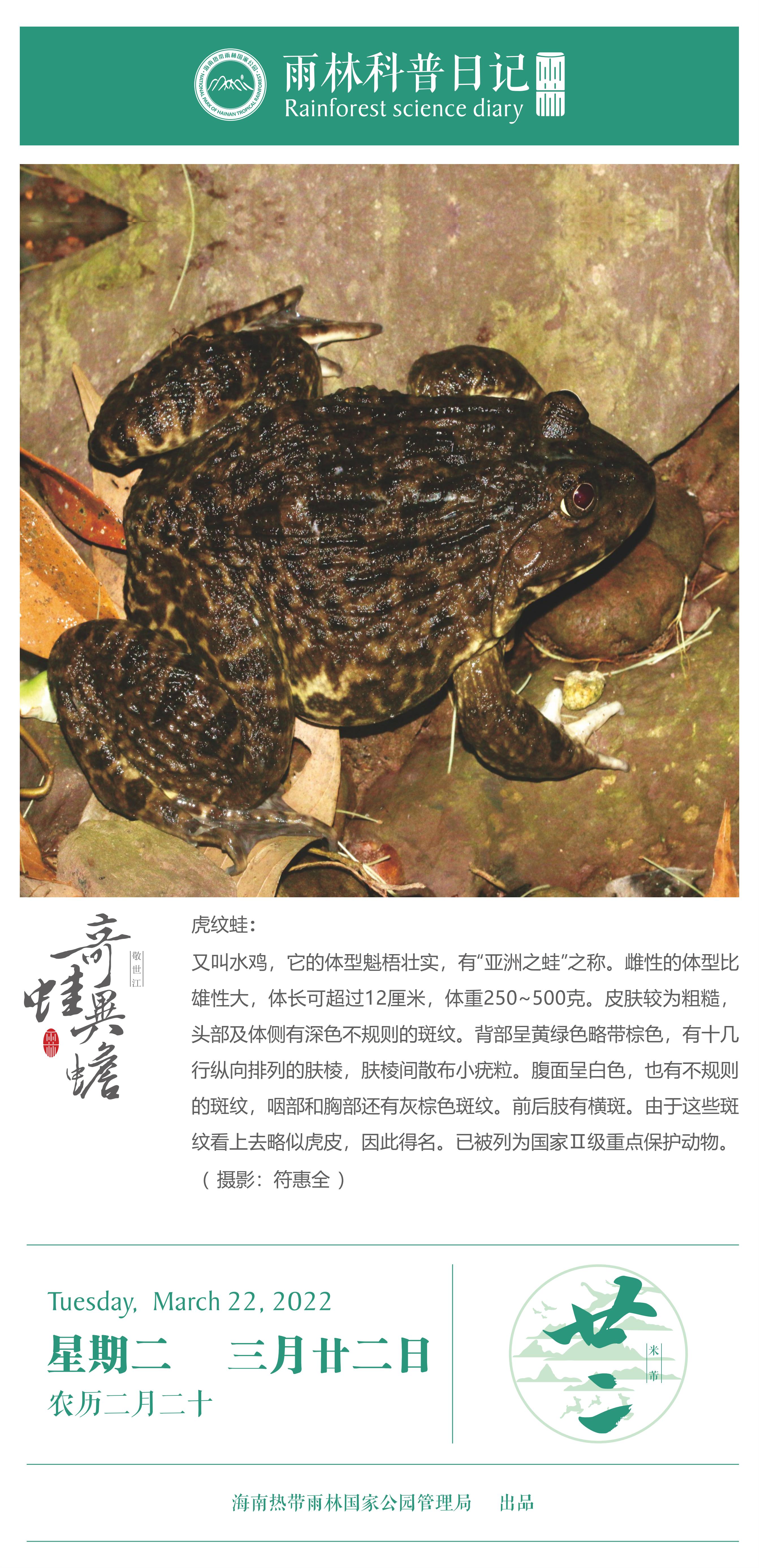 雨林科普日记之虎纹蛙