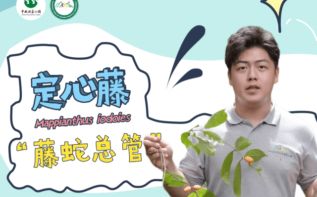 海南热带雨林国家公园科普视频系列 | 定心藤