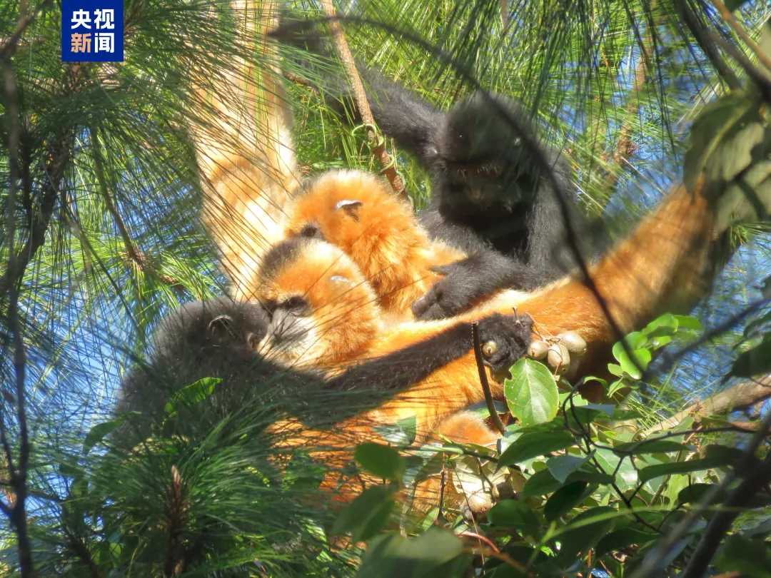 海南长臂猿添丁！种群数量增长到7群44只