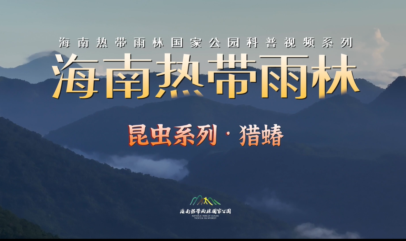 海南热带雨林国家公园科普视频系列｜猎蝽